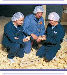 Cuddy Farms Hatchery Floor