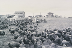 Historical Free Range Turkeys