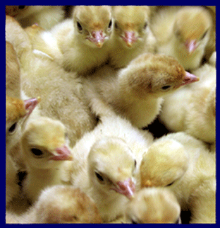 Poult Flock
