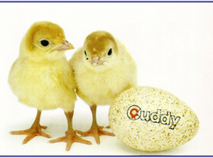 Cuddy Poults and Egg