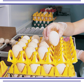 Cuddy Farms Turkey Eggs